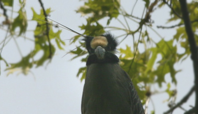 Yellow-crowned Night Heron