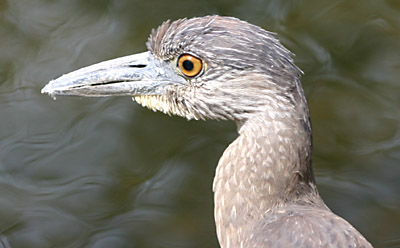 Yellow-crowned Night Heron