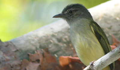 Yellow-olive Flycatcher