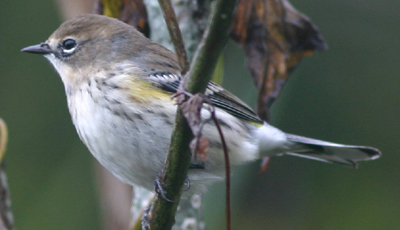 Yellow-rumped Warbler