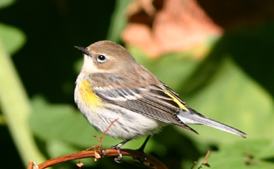 Yellow-rumped Warbler Yellow-rumped Warbler