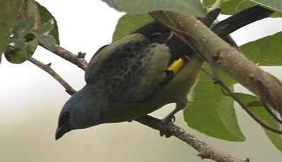 Yellow-winged Tanager