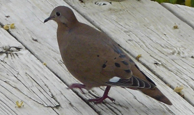 Zenaida Dove